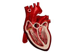 急性感染性心內(nèi)膜炎