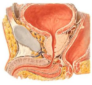 神經(jīng)源性膀胱